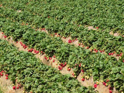 Strawberry field
